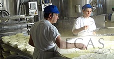 Visit to Cheese production factory